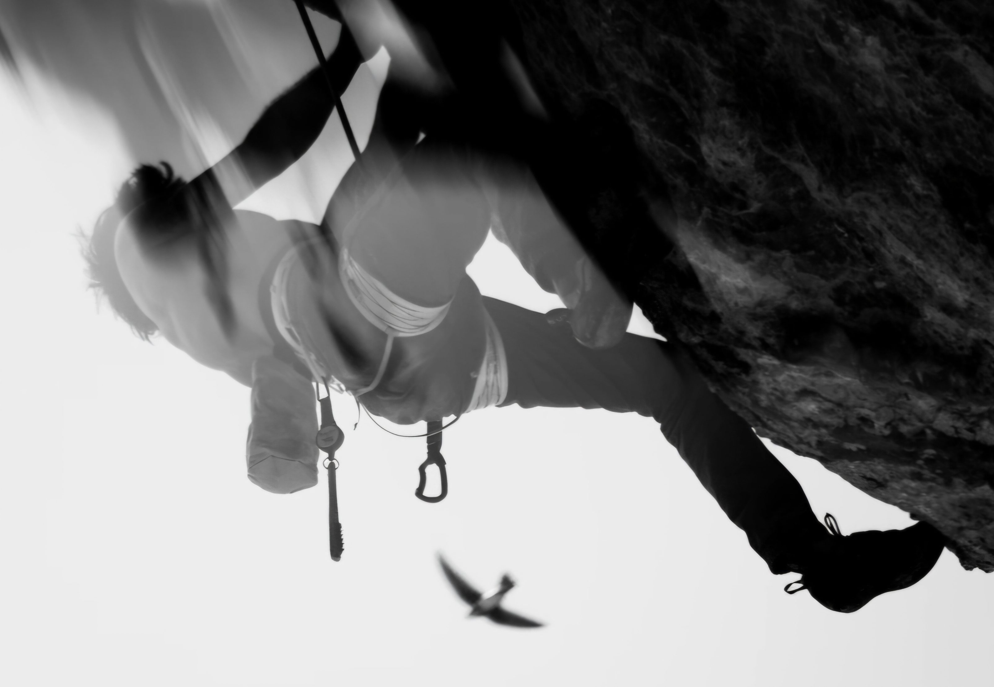 grimpeur en milieu naturel avec un oiseau en noir et blanc